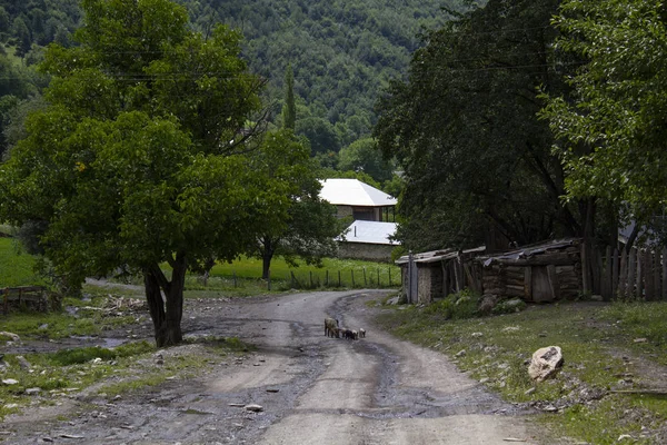 Prase a selata na ulici. Georgia — Stock fotografie