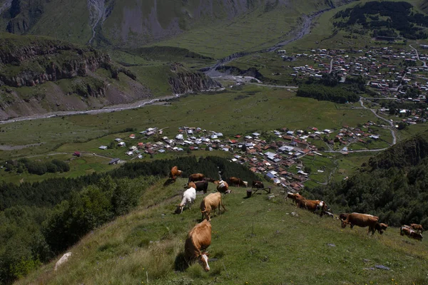 Koeien grazen in de bergen van de Kaukasus — Stockfoto