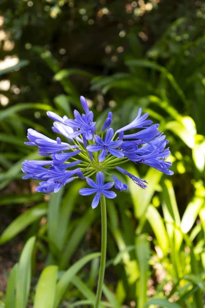 蓝色百子花 — 图库照片