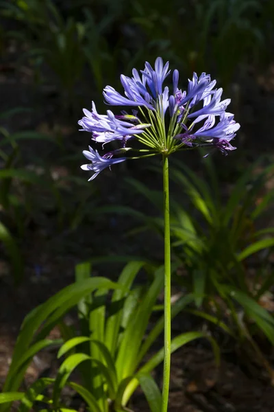 Blaue Agapanthus-Blüten — Stockfoto