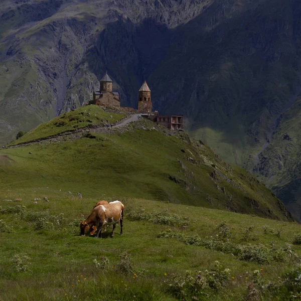 Cows graze in the mountains of the Caucasus — Stock Photo, Image