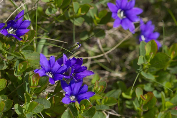 Flores alpinas —  Fotos de Stock