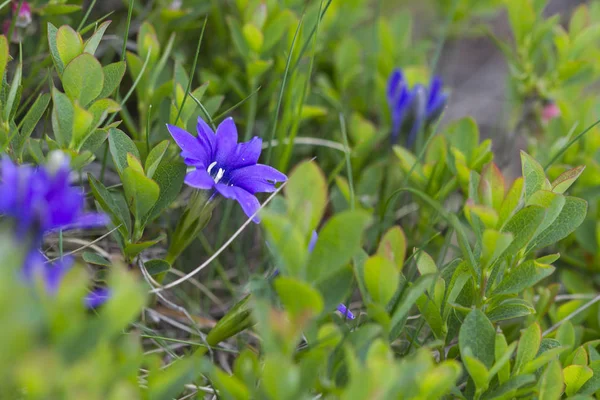 高山の花 — ストック写真