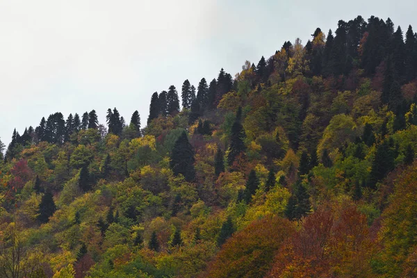 Bosque de otoño sin fin —  Fotos de Stock