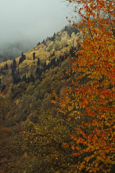 Eindeloze herfst bos — Stockfoto