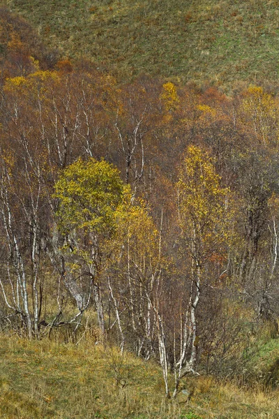 Podzim v horách, Kavkaz — Stock fotografie