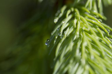 Yağmur damlalarında ağaç dalı