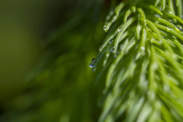 빗방울 속의 나뭇가지 — 스톡 사진