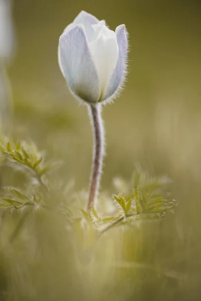 Alpine pasqueflower, summer time in the mountains — Stock Photo, Image