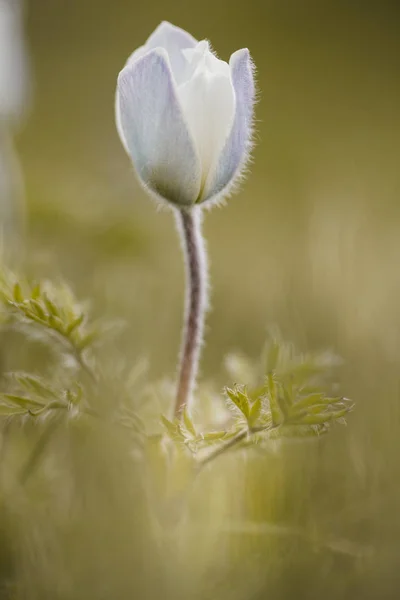 Pasqueflower alpino, hora de verano en las montañas —  Fotos de Stock