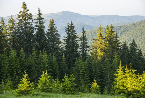 Paysage des montagnes des Carpates — Photo