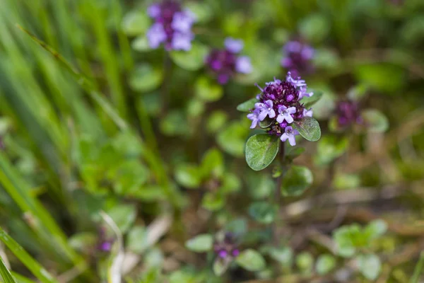 Timplantor, sommartid — Stockfoto