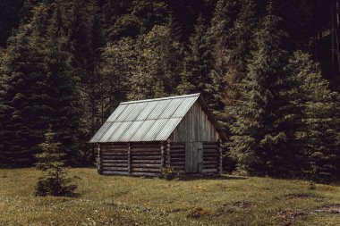 Karpatya ormanındaki ahşap kulübe.