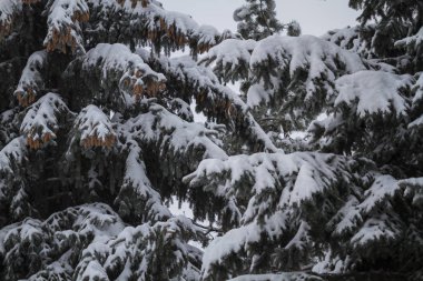 Kar köknar dalını kapladı, kışı şehir parkında