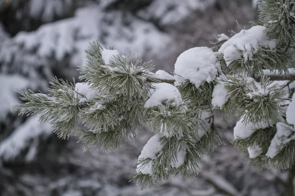 Ramo de abeto coberto de neve, inverno em um parque da cidade — Fotografia de Stock
