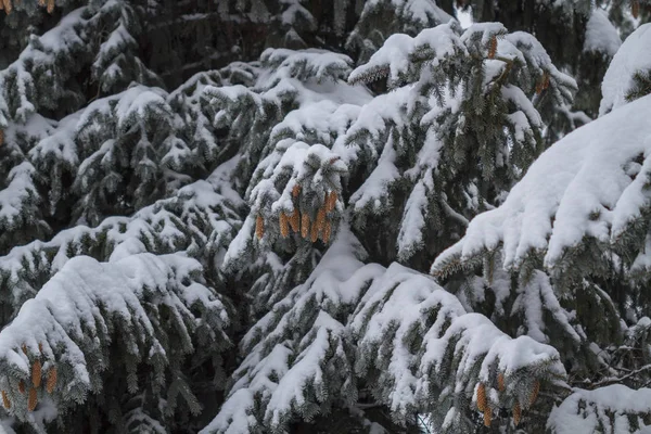 云杉与锥体覆盖着雪的分支 — 图库照片