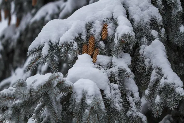 Snow covered fir branch, winter in a city park — Stock Photo, Image