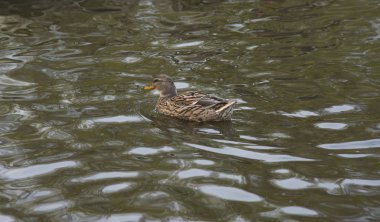 Göletteki kahverengi ördek