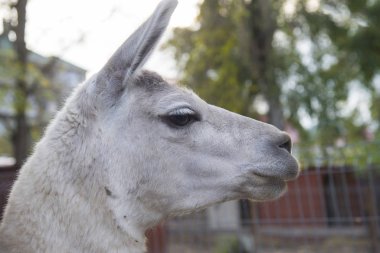 Lama başı, profil görünümü