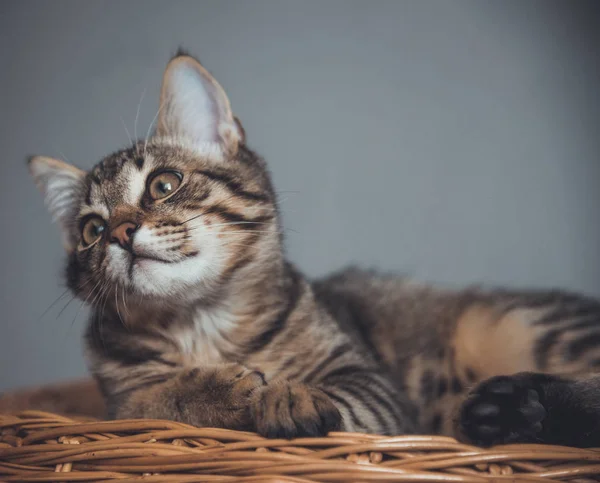 Котенок лежит на плетеной корзине веток — стоковое фото
