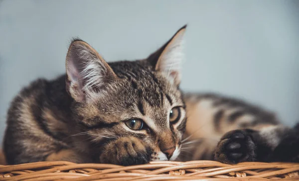 Kedi yavrusu hasır bir dal sepetinin üzerinde yatıyor. — Stok fotoğraf