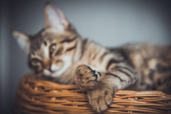 Котенок лежит на плетеной корзине веток — стоковое фото