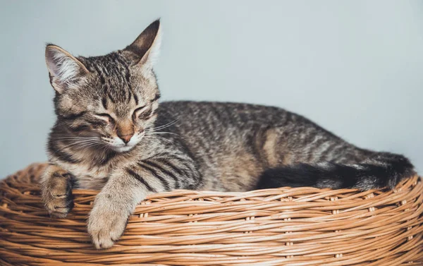 Gatito se encuentra en una cesta de mimbre de ramitas — Foto de Stock