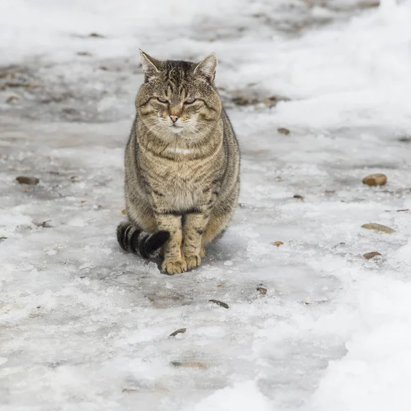 Graue Katze im Freien, Winterzeit — Stockfoto