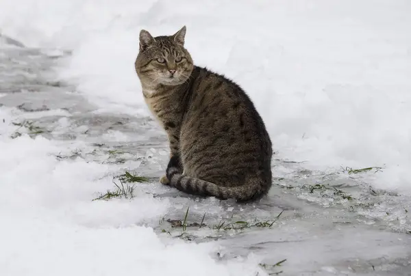 Graue Katze im Freien, Winterzeit — Stockfoto