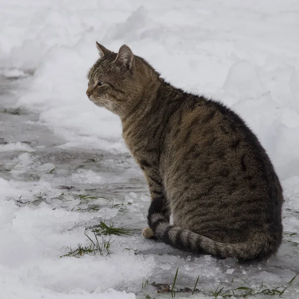 Gato cinzento ao ar livre, tempo de inverno — Fotografia de Stock