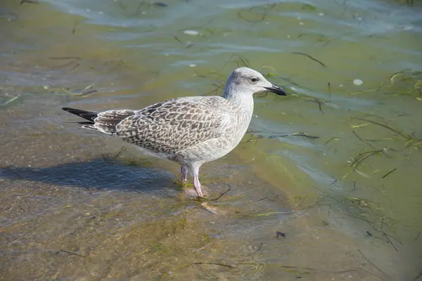 Fiskmås i havet — Stockfoto