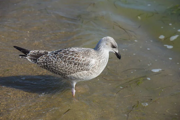 Gaivota no mar — Fotografia de Stock