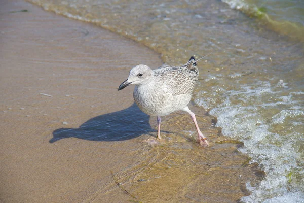 Möwe im Meer — Stockfoto