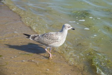 Sopot 'taki Baltık Denizi sahilinde martı.