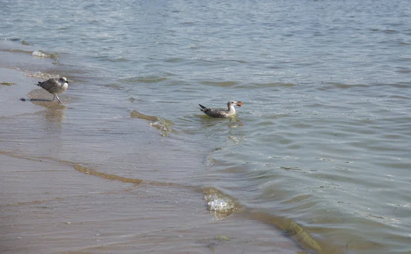 Möwen im Meer — Stockfoto