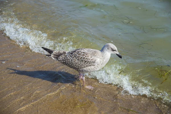 Fiskmås i havet — Stockfoto