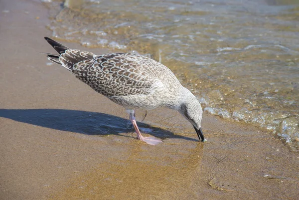 Fiskmås i havet — Stockfoto