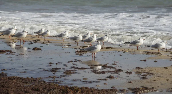 Möwen am Strand — Stockfoto