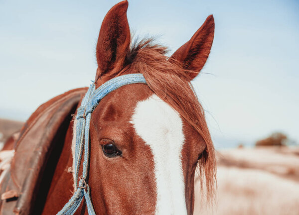 Красная лошадь снаружи
