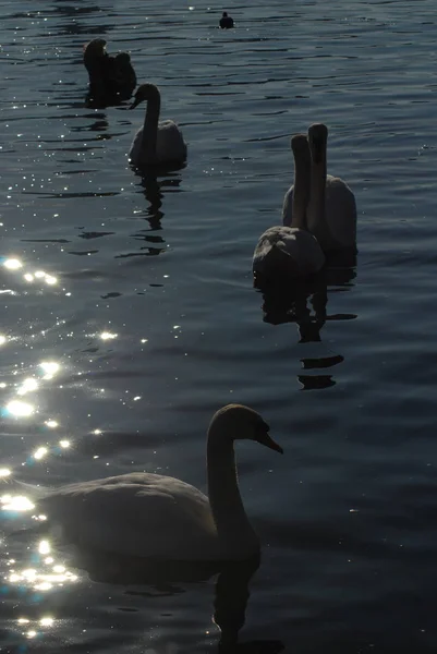 Лебеди на реке Влтаве — стоковое фото