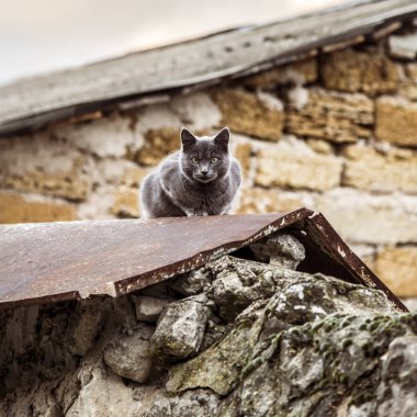 Gri İngiliz kedisi açık havada