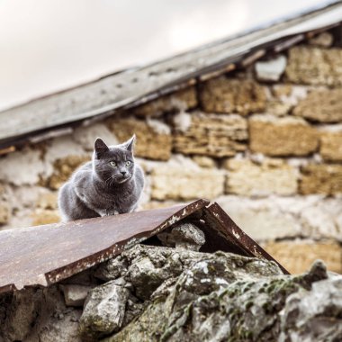 Gri İngiliz kedisi açık havada