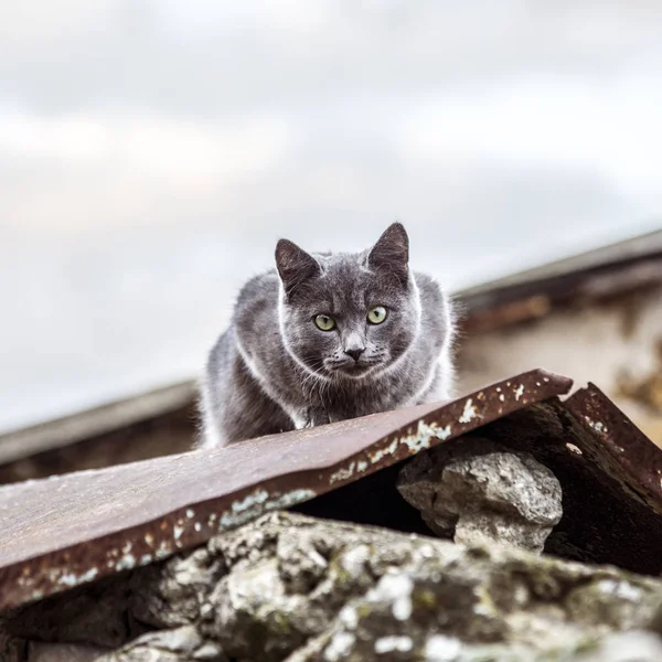 Graue britische Katze im Freien — Stockfoto