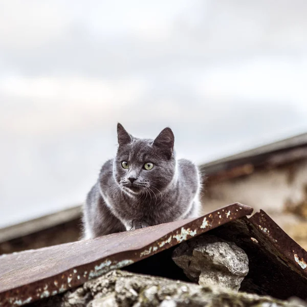 Graue britische Katze im Freien — Stockfoto