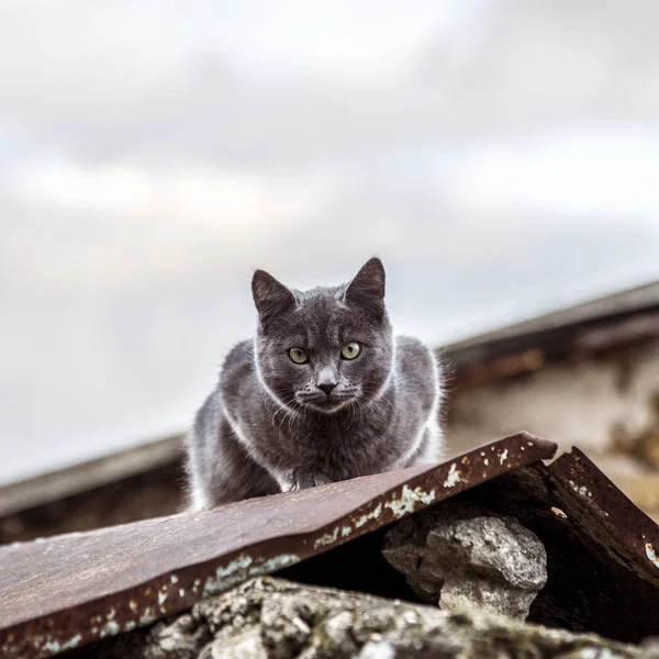 Graue britische Katze im Freien — Stockfoto