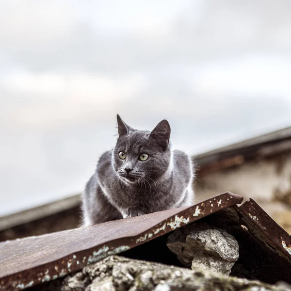 Graue britische Katze im Freien — Stockfoto