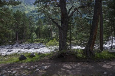 Kafkas Ormanı. Kabardino-Balkaria, Rusya