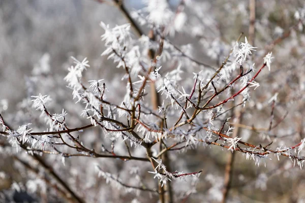 阳光下树枝上的白霜 — 图库照片