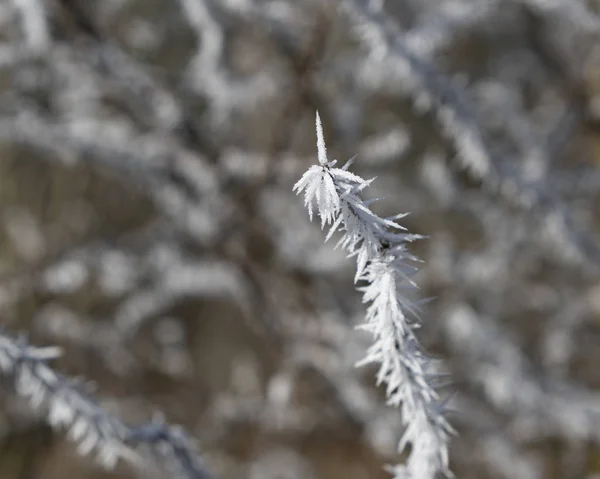 Hoarfrost en una rama a la luz del sol — Foto de Stock