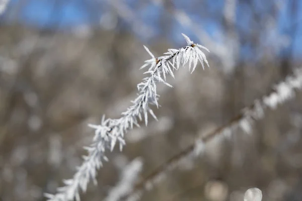 Hoarfrost su un ramo alla luce del sole — Foto Stock